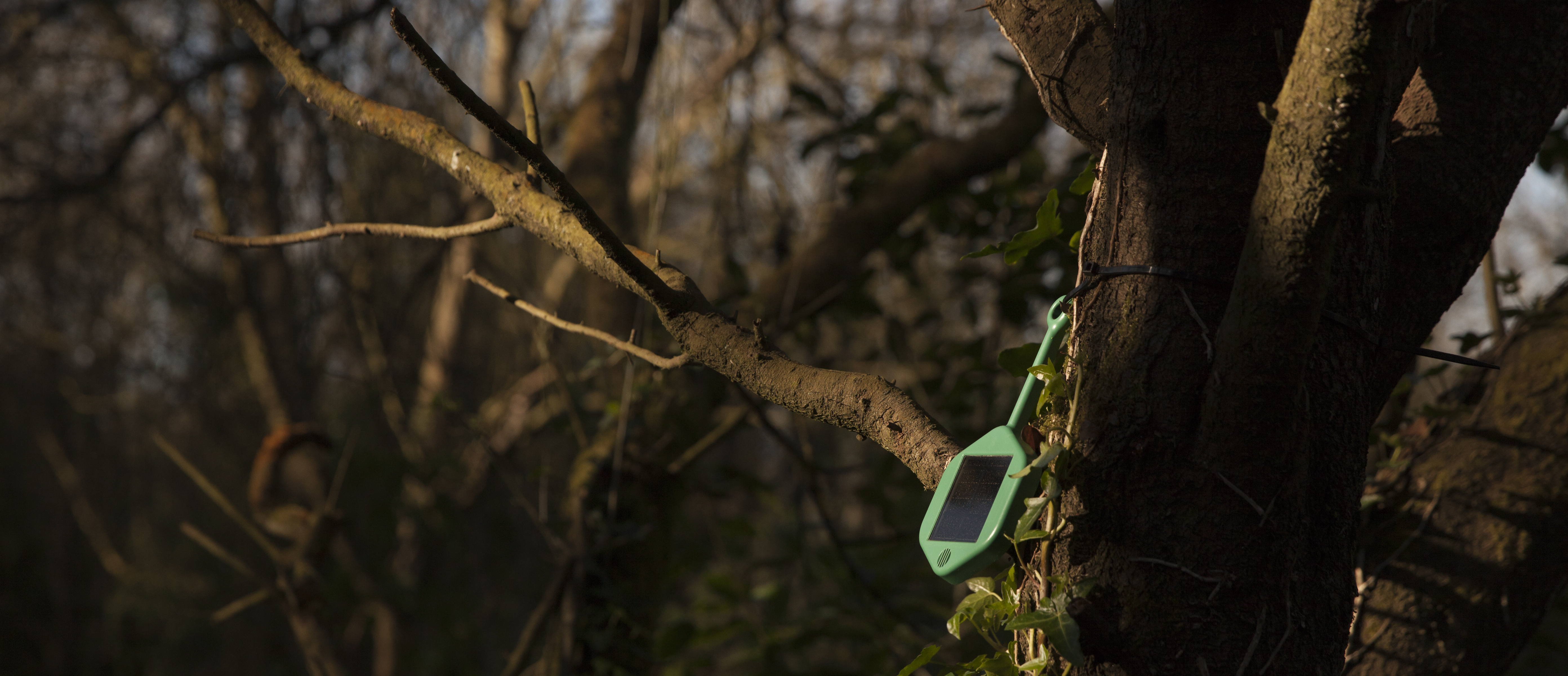 IoT sensor hanging on a tree branch.
